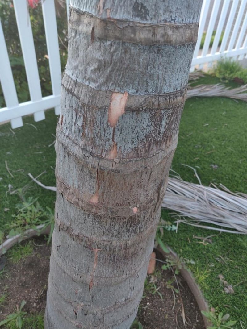 Inspect New Growth After Windy Weather