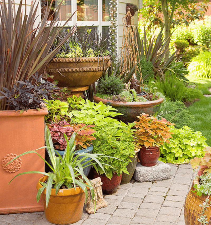 Inspect Outdoor Plants Before Bringing Them Back Inside