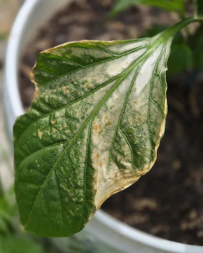 Inspect Plants Early For Fungal And Bacterial Leaf Problems