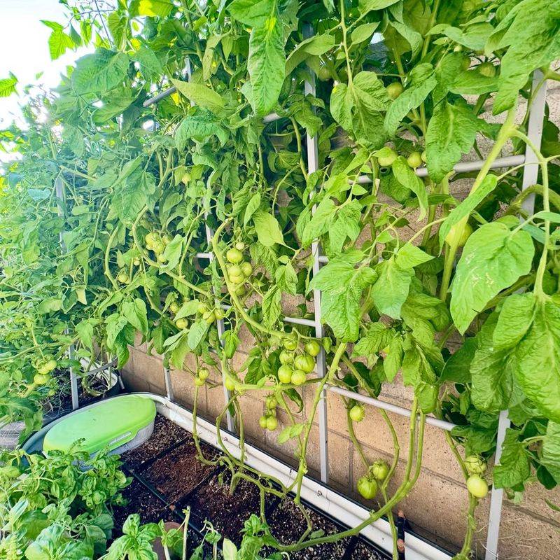 Inspect Plants More Often As Summer Begins