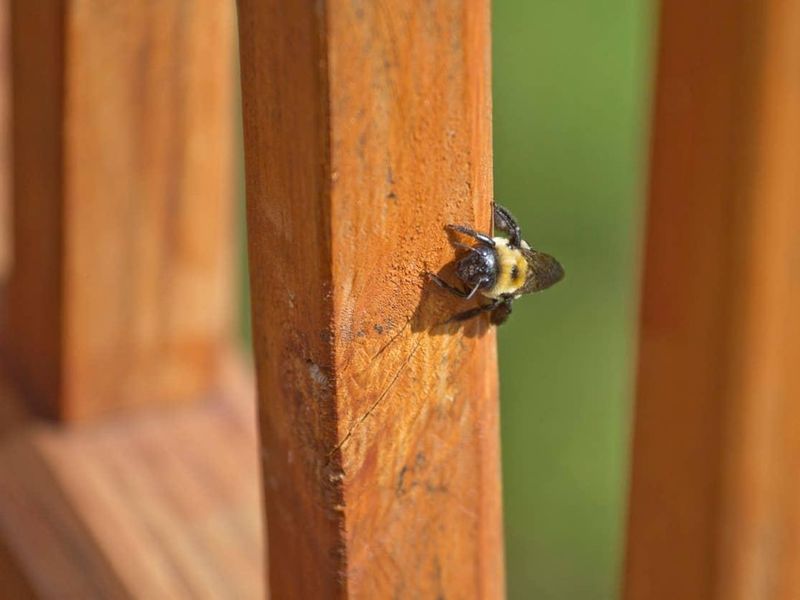 Inspect Wooden Structures For Nesting Holes