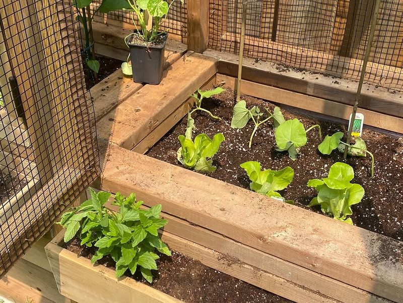 Install A Rabbit-Proof Fence Around Vulnerable Crops Install A Rabbit-Proof Fence Around Vulnerable Crops