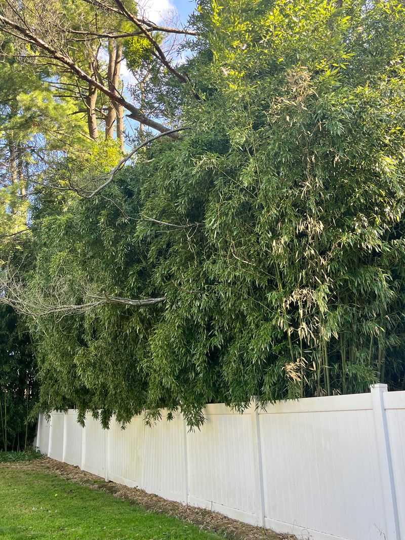 Install A Root Barrier Along Your Fence