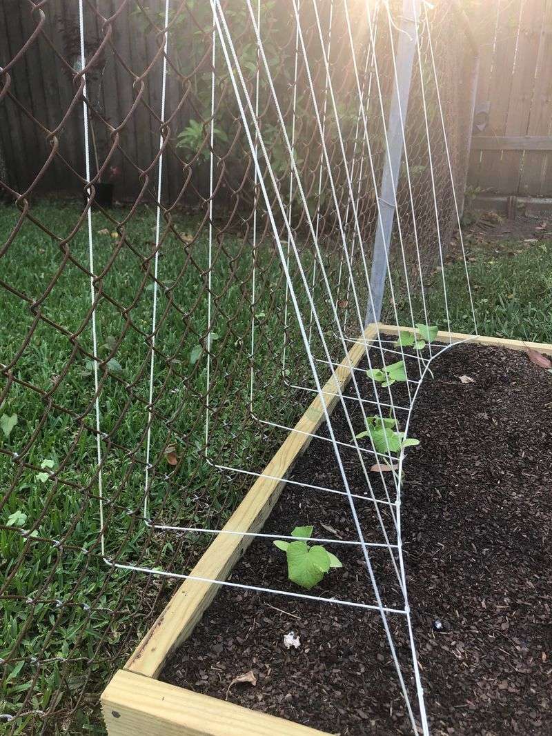 Install A Trellis Or Support Structure