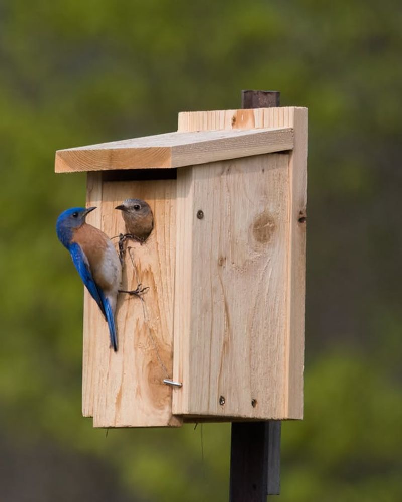 Install Proper Nest Boxes In Suitable Locations Install Proper Nest Boxes In Suitable Locations