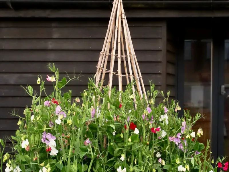Install Stakes While Stems Are Still Upright