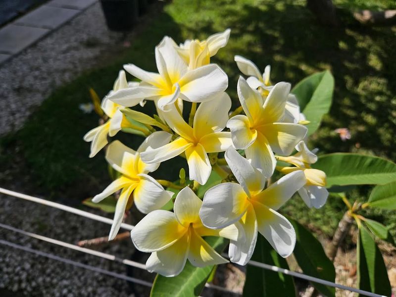 Insufficient Sunlight Stops Buds Before They Start Insufficient Sunlight Stops Buds Before They Start