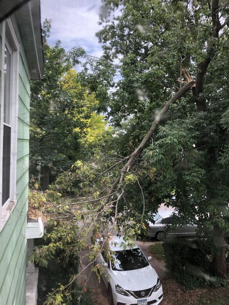 Insurance Often Depends On Whether The Tree Was Maintained Insurance Often Depends On Whether The Tree Was Maintained