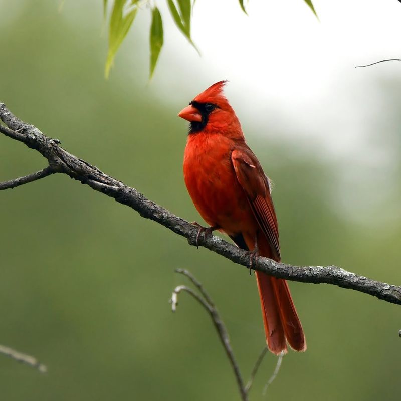 Intact Forest-Edge Habitat Is Within Range Intact Forest-Edge Habitat Is Within Range