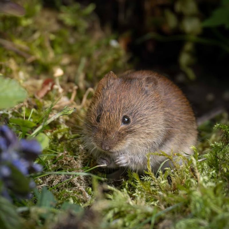 Integrating Natural Predators