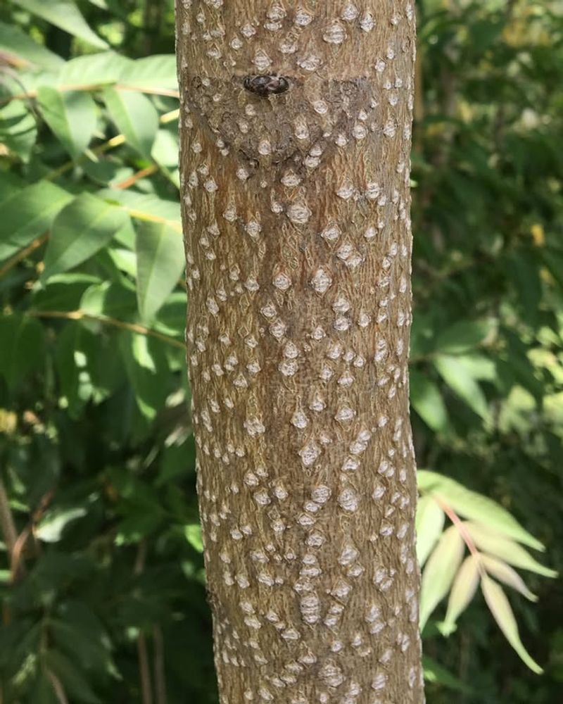 Invasive Growth Characteristics