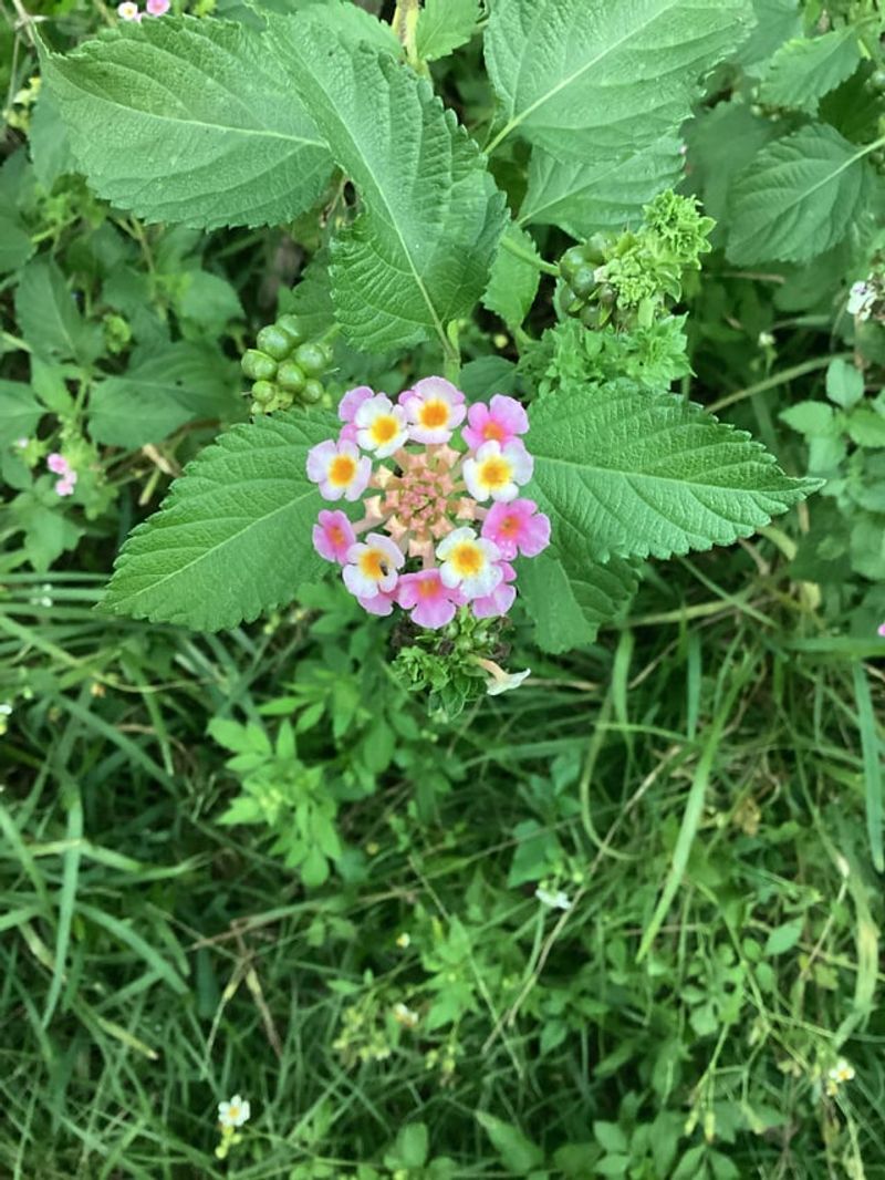 Invasive Lantana Types Cause Real Trouble Invasive Lantana Types Cause Real Trouble