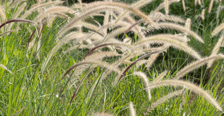 grass (featured image)