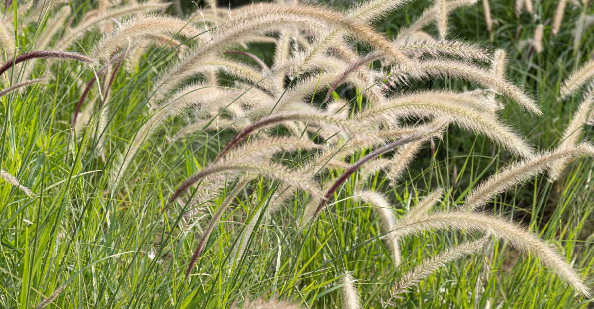 grass (featured image)