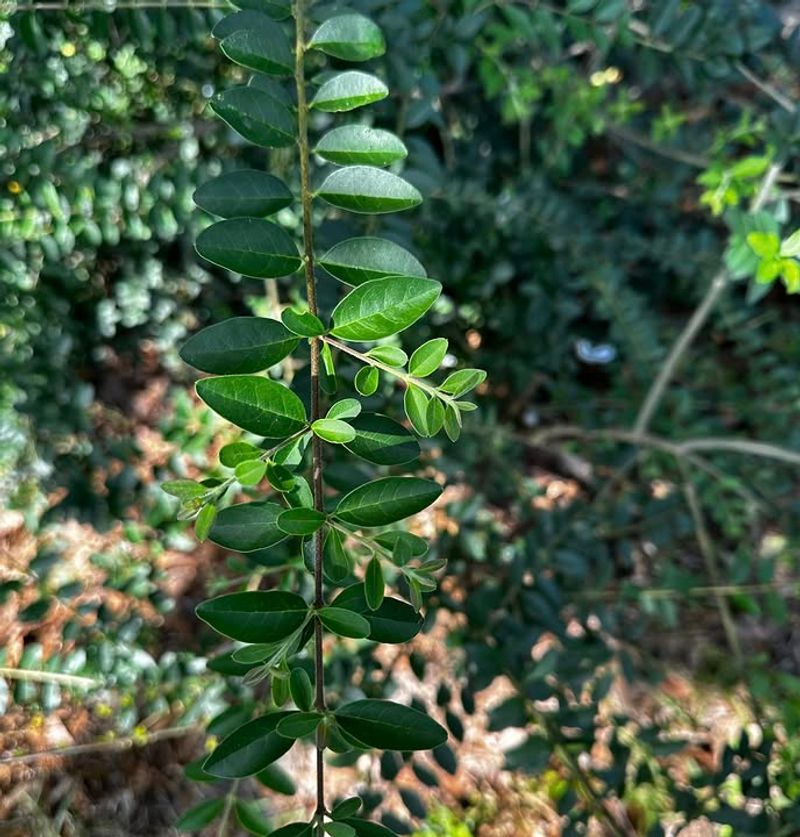 Invasive Plants Cannot Be Allowed To Blend In