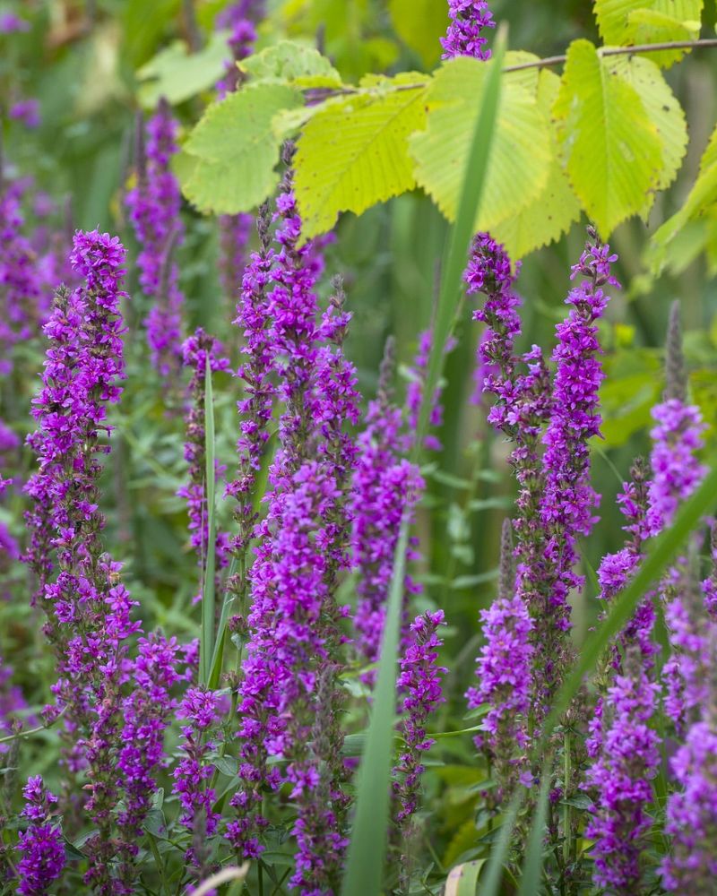 Invasive Plants Disrupt Recreation And Trail Access For Everyone