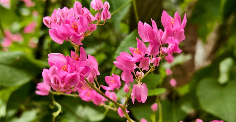 Antigonon leptopus