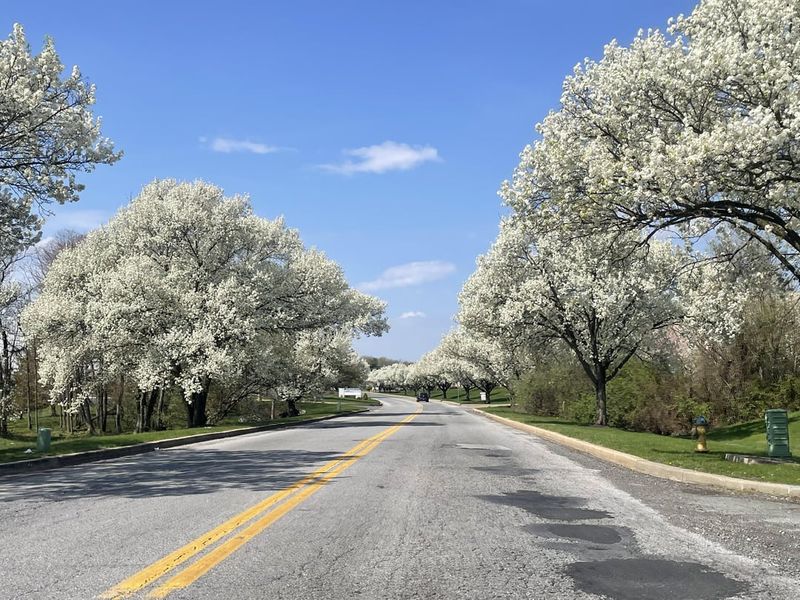 Invasive Seedlings Spread From Bradford Pears Invasive Seedlings Spread From Bradford Pears