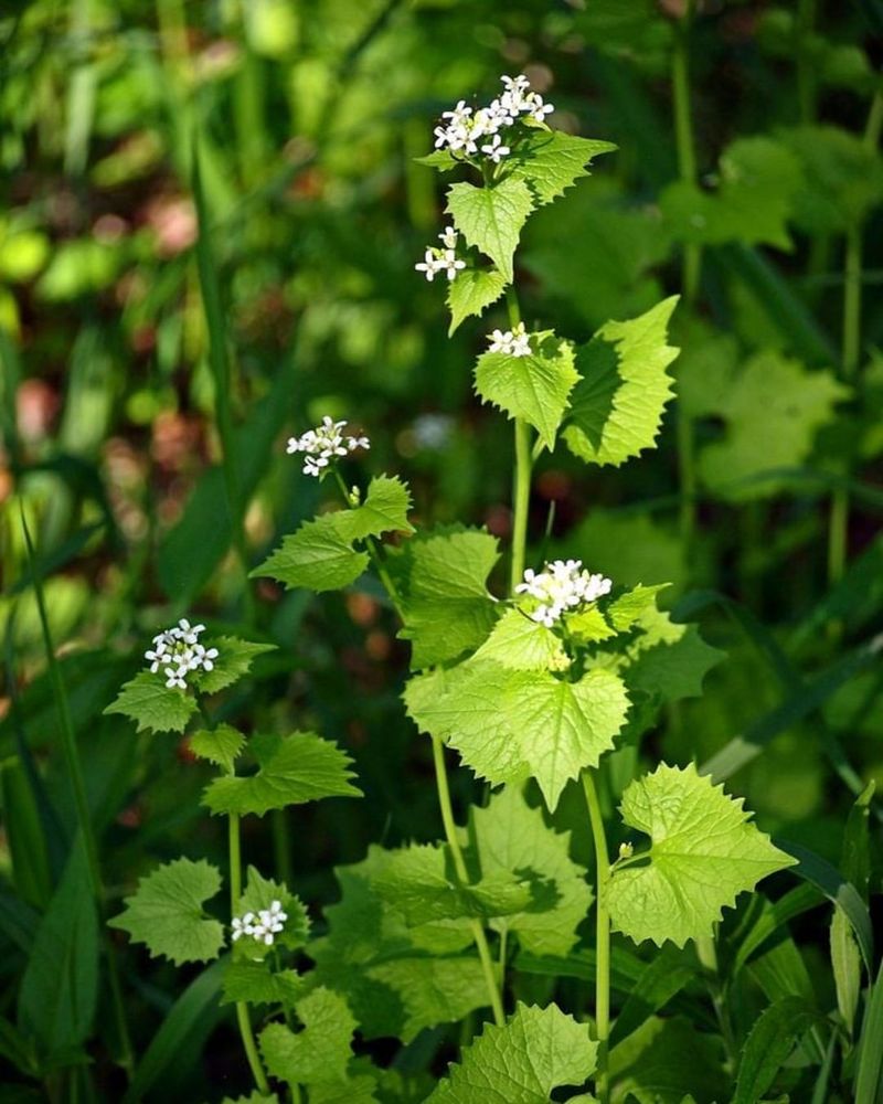 Invasives Alter Soil And Water Conditions