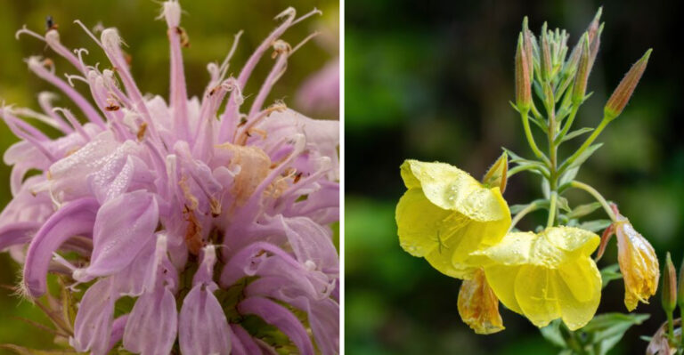 Iowa Gardeners, These Uninvited Plants Are Worth Keeping