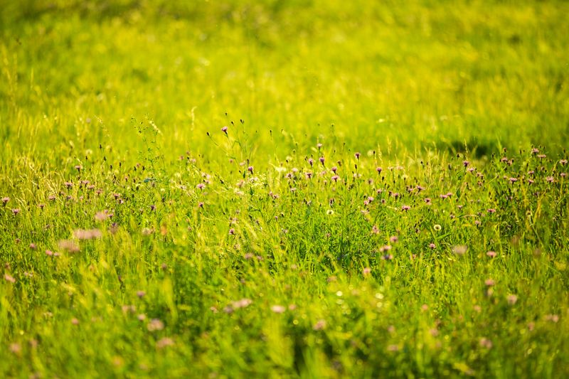 Iowa Homeowners Are Rethinking The Perfect Lawn