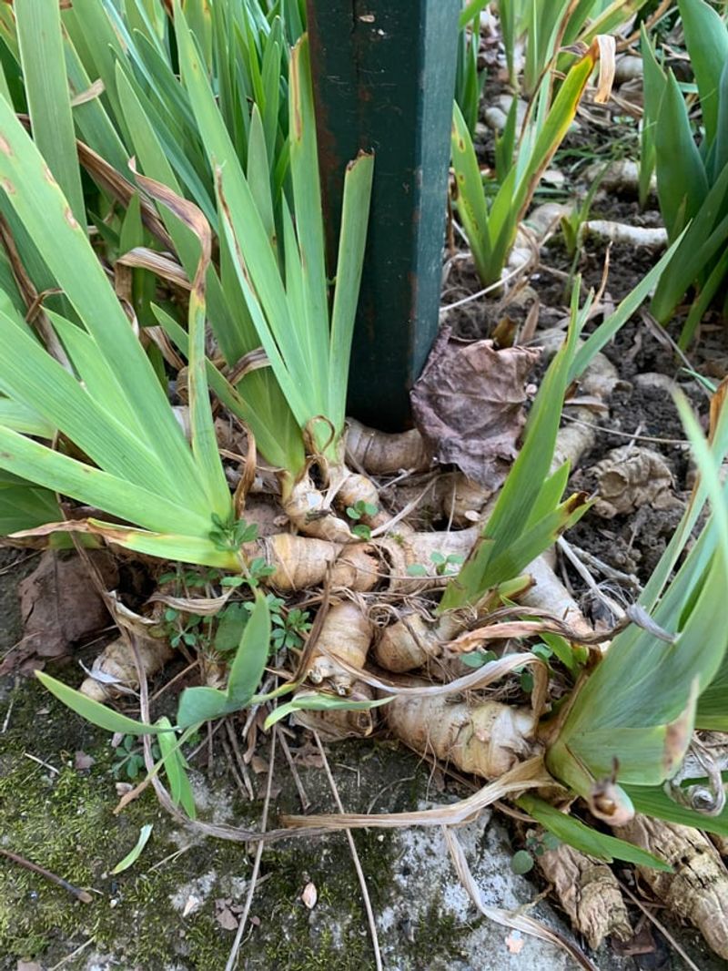 Iris Borers Are Often Behind Unexplained Bloom Failures