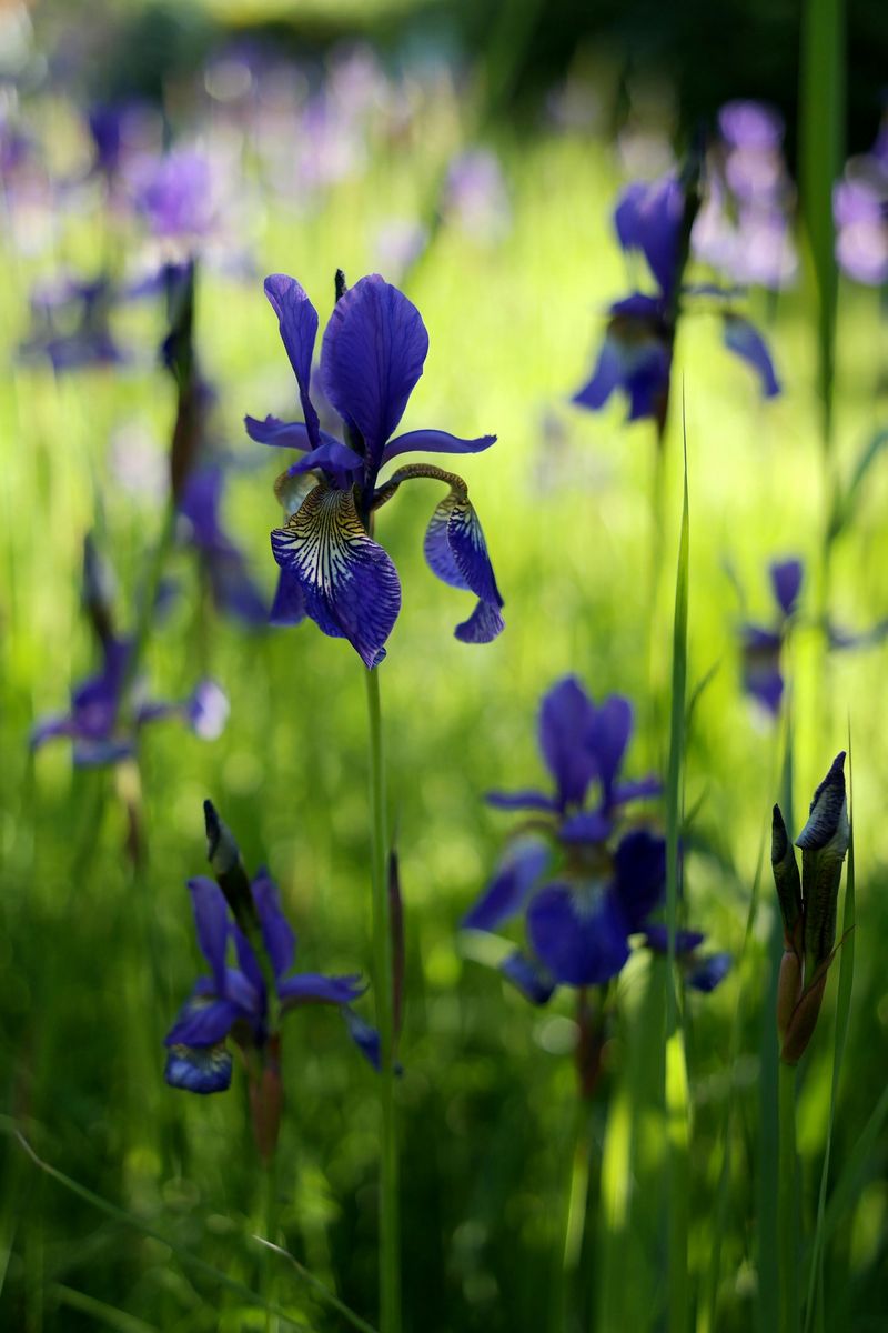 Iris Borers Could Be Ruining Your New Jersey Blooms