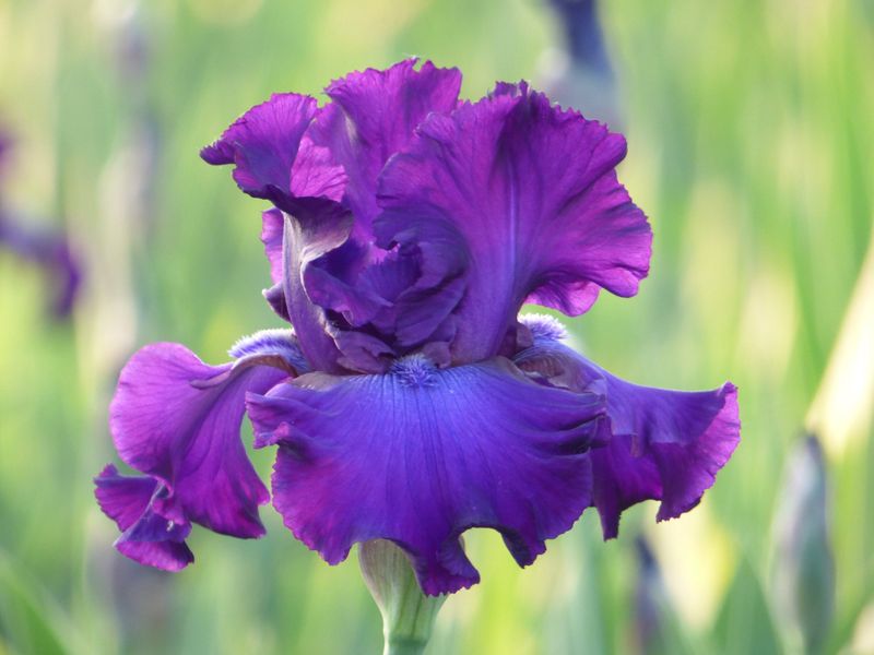 Iris Foliage Needs Time To Feed Next Year's Growth Iris Foliage Needs Time To Feed Next Year's Growth