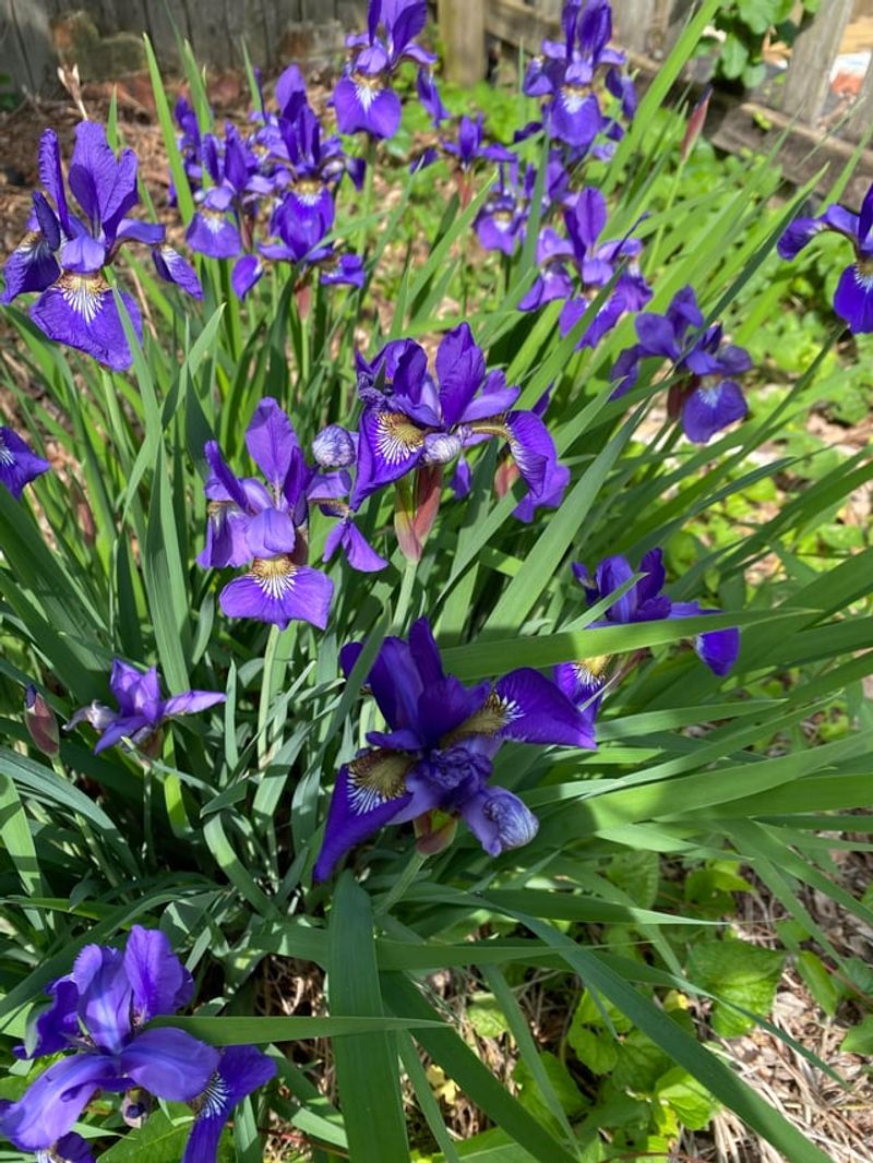 Iris Leaves Should Stand Until Fall Iris Leaves Should Stand Until Fall