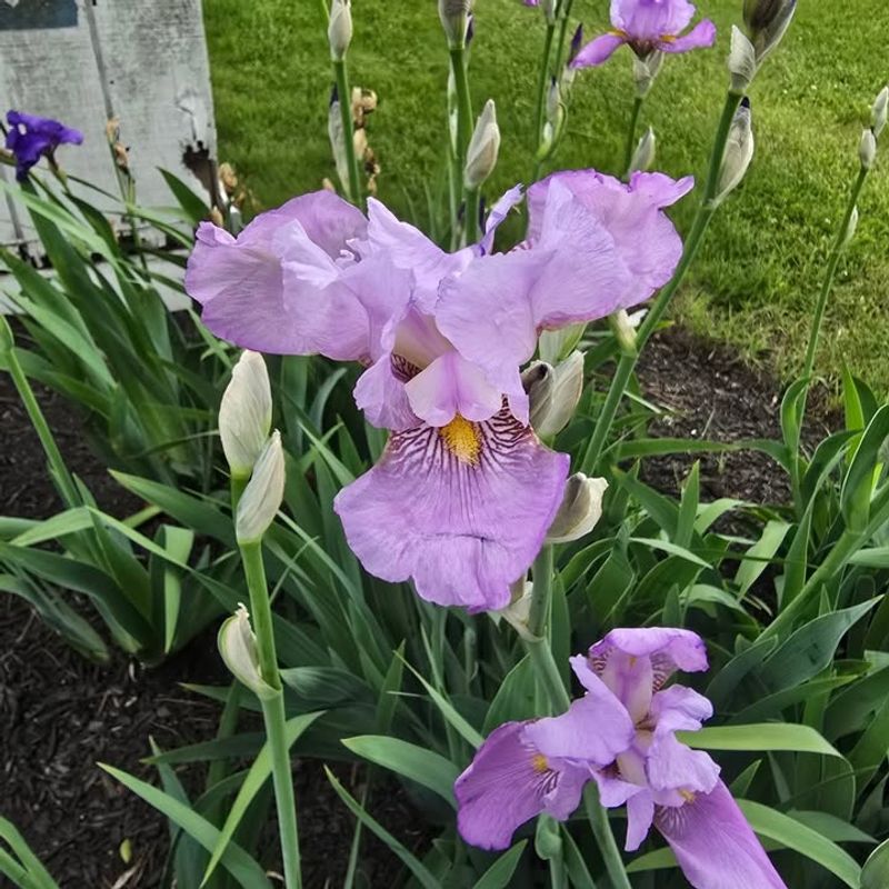 Iris Iris