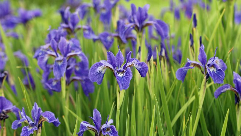 Irises (Iris Spp.)