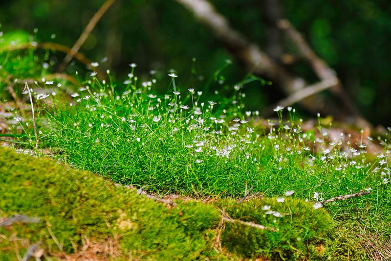 Irish Moss