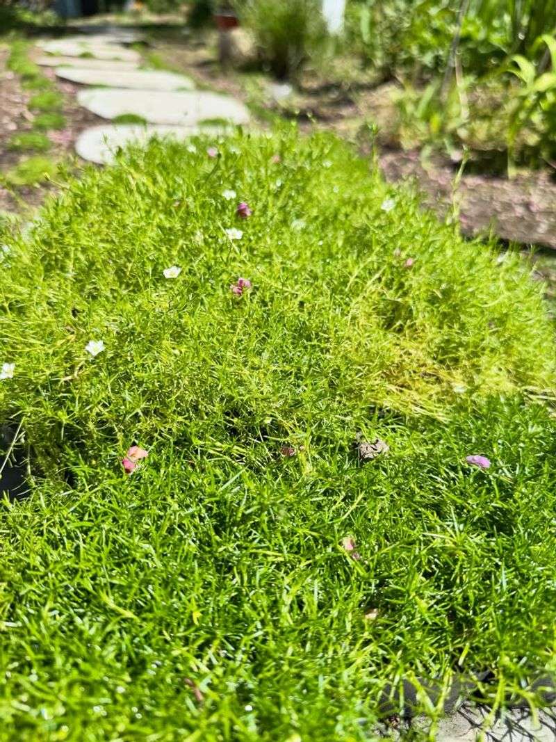 Irish Moss Irish Moss