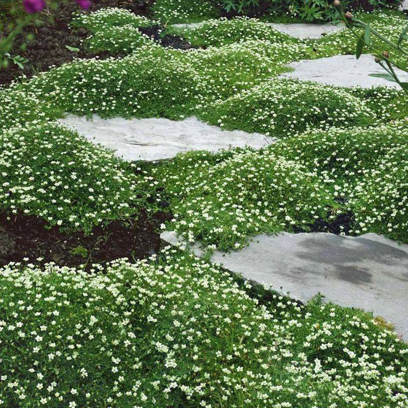 Irish Moss Gives Shady Paths A Soft Green Look Irish Moss Gives Shady Paths A Soft Green Look