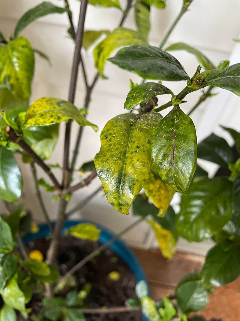 Iron Chlorosis Is The Most Common Cause Of Yellow Leaves Iron Chlorosis Is The Most Common Cause Of Yellow Leaves