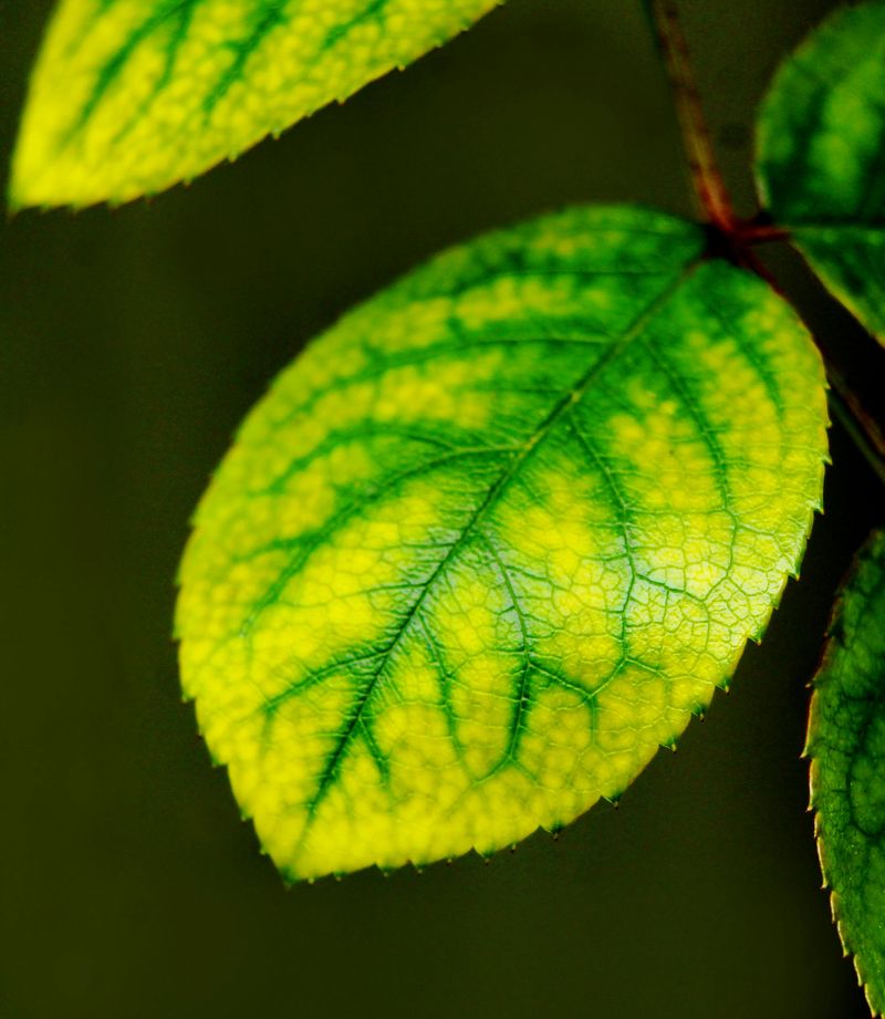 Iron Or Magnesium Deficiency