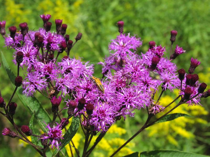 Ironweed Ironweed