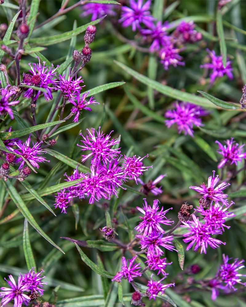 Ironweed Gains Extra Flowering Stems Ironweed Gains Extra Flowering Stems