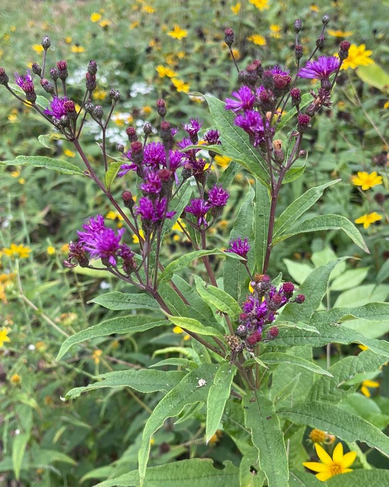 Ironweed Stands Out As A Late-Summer Bee Magnet Ironweed Stands Out As A Late-Summer Bee Magnet