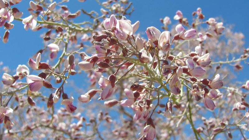 Ironwood Adds Structure For Bird-Friendly Landscapes