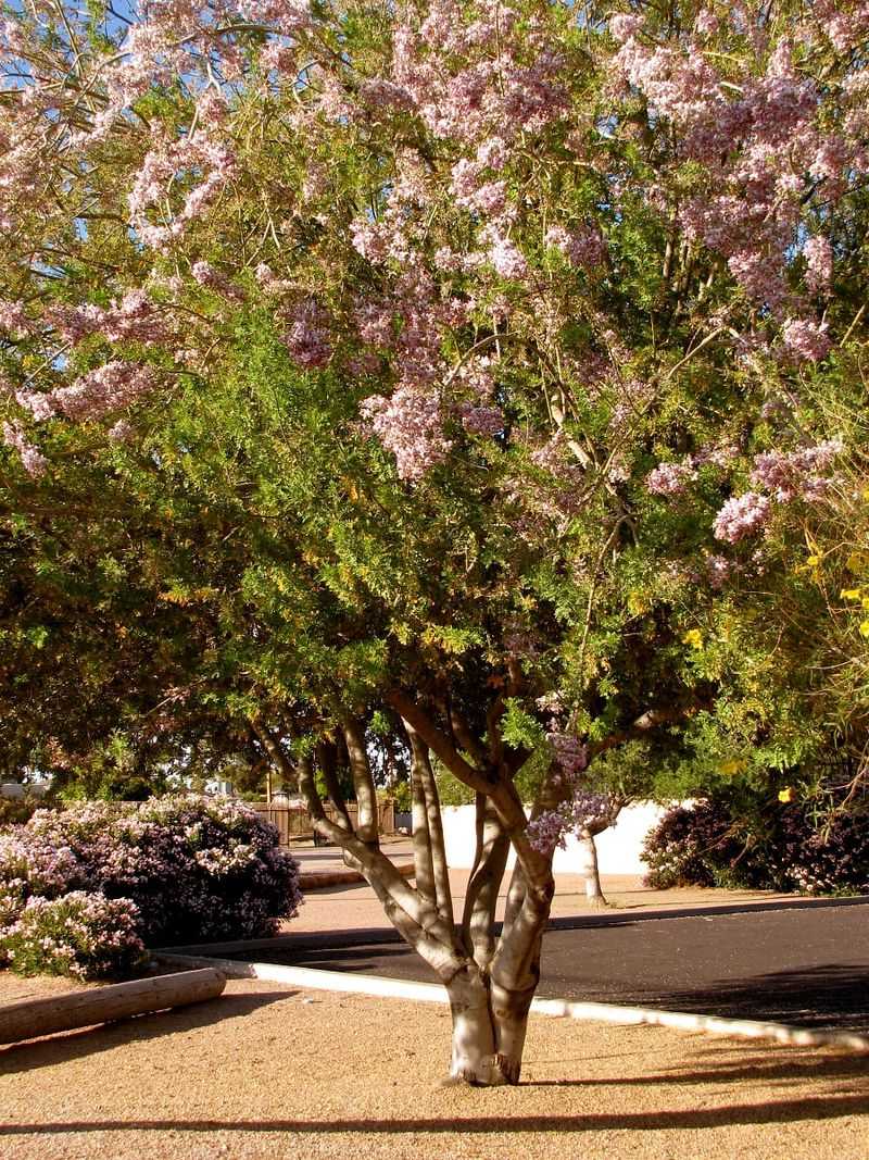 Ironwood Gives Steady Desert Shade