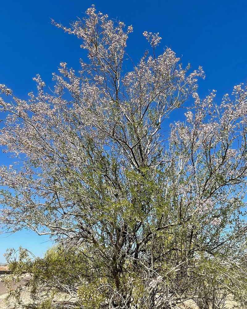 Ironwood Rewards Patience With Long-Term Beauty