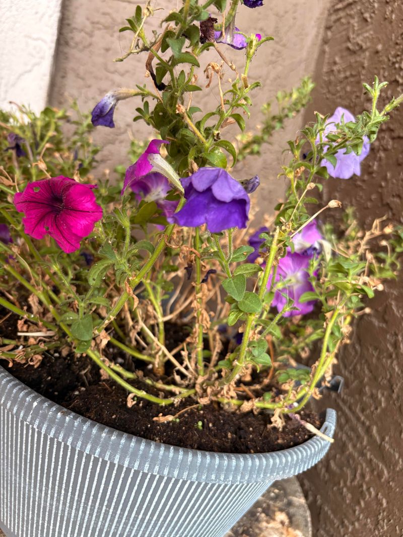 Irregular Watering Leads To Sparse Foliage