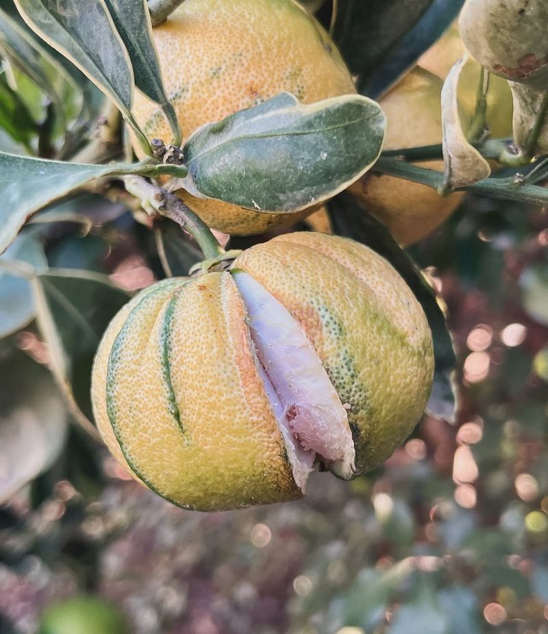Irregular Watering Makes Citrus Fruit Split Irregular Watering Makes Citrus Fruit Split