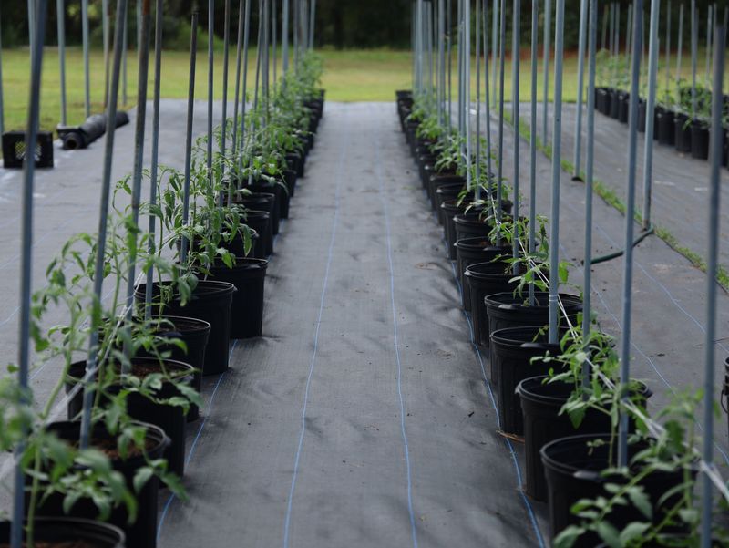 Irrigate In The Morning Rather Than Evening To Reduce Disease