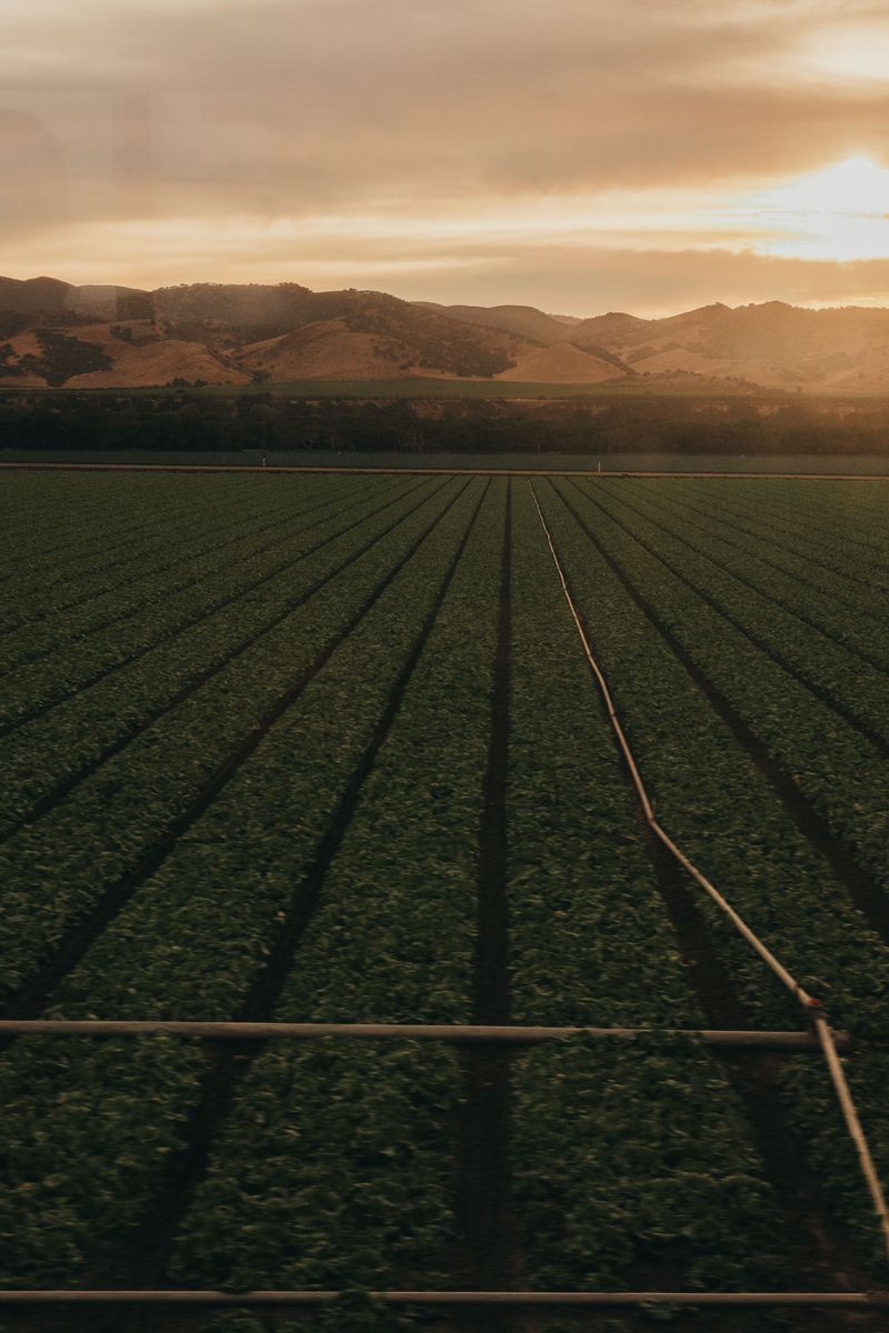 Irrigate Only Between Dusk And Dawn