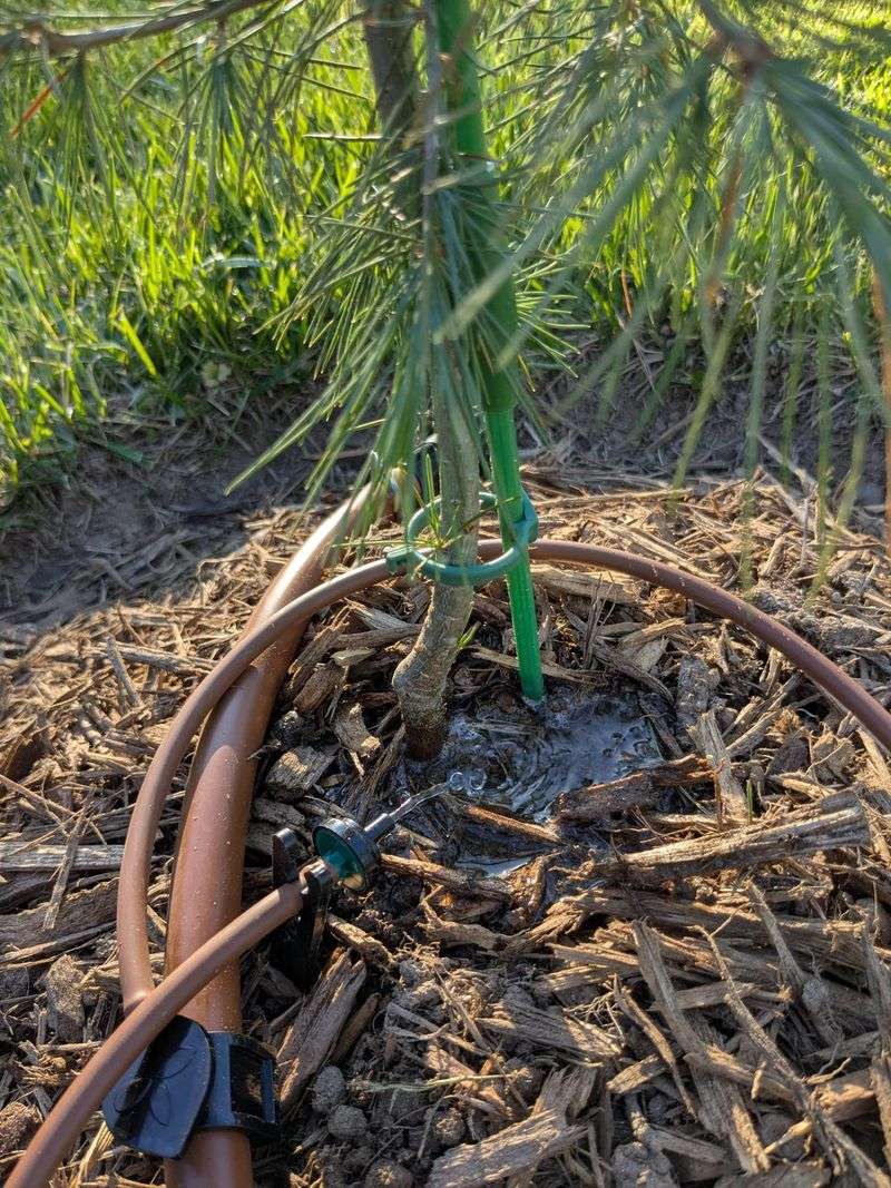 Irrigation Costs Rise Fast Near The Beach