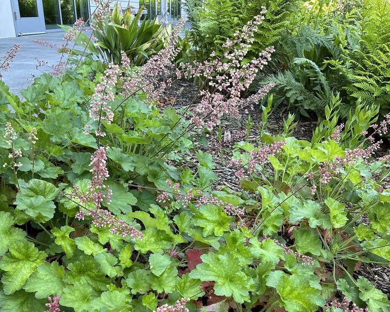 Island Alum Root Brightens Dark Wall Edges