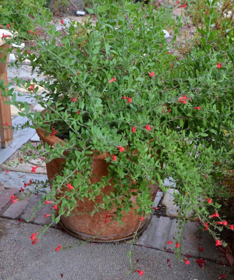 Island Bush Snapdragon Adds Flowers Without Much Fuss Island Bush Snapdragon Adds Flowers Without Much Fuss