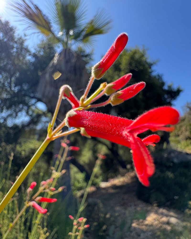 Island Bush Snapdragon Gives Beginners Long-Lasting Color